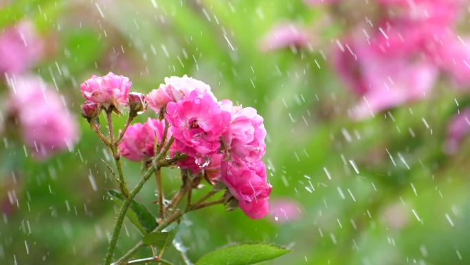 雨中玫瑰小花朵3