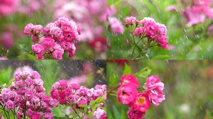 雨中玫瑰小花朵3