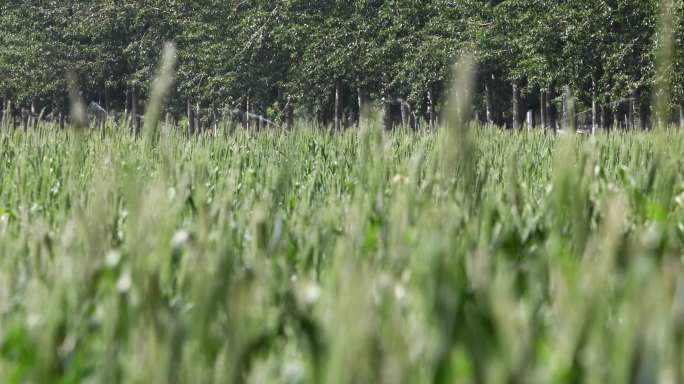 4K高清实拍麦子生长灌溉成长麦田