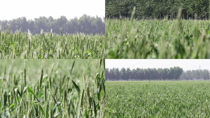 4K高清实拍麦子生长灌溉成长麦田