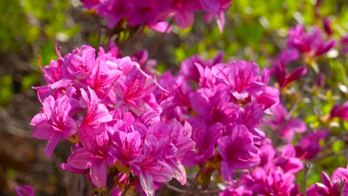 杜鹃花、映上红、山石榴花盛开04