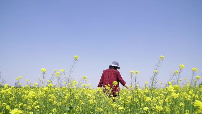 【原创】漂亮的油菜花田漫步