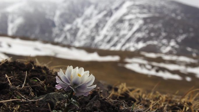 雪山和淡紫金莲花