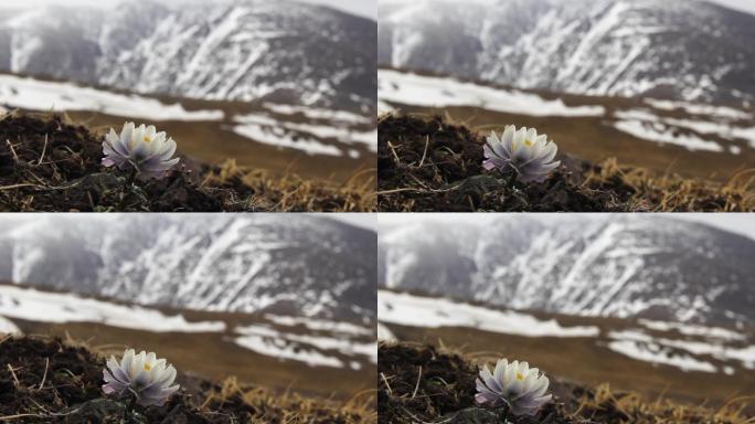 雪山和淡紫金莲花