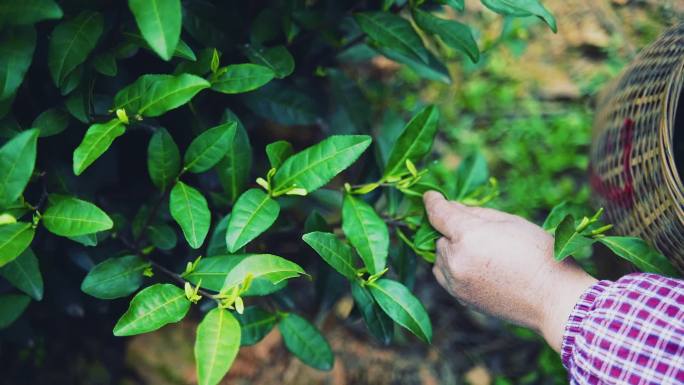 茶园空镜茶特写采茶