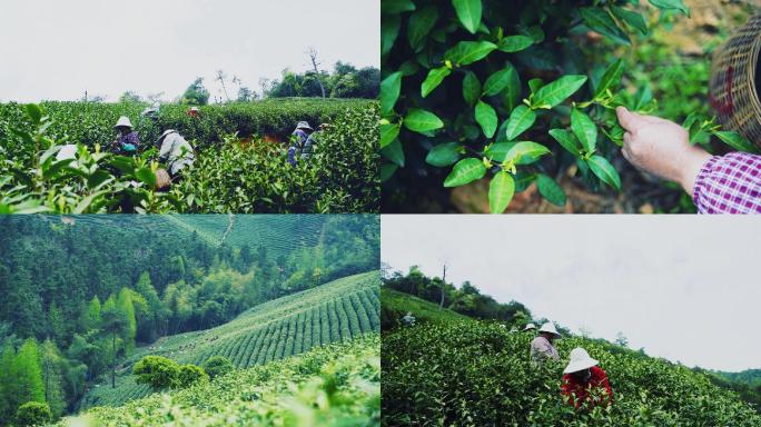 茶园空镜茶特写采茶