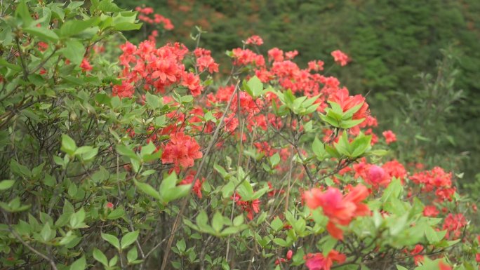 大围山杜鹃花