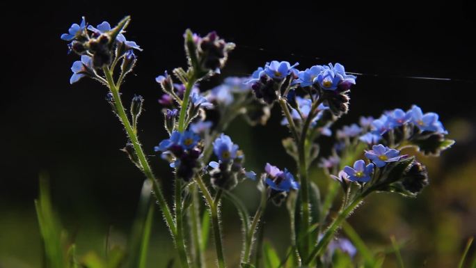 天山野生植物勿忘我野花