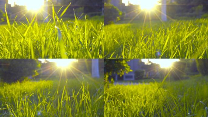 夕阳芳草-小草绿草绿色