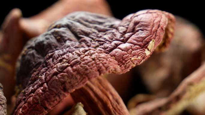 红菇 食用菌