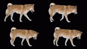 小狗走路视频素材下载 小狗走路ae模板下载 Vj师网