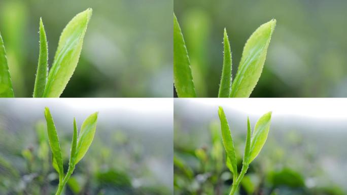 茶叶茶场绿茶红茶一叶一芽茶芯特写