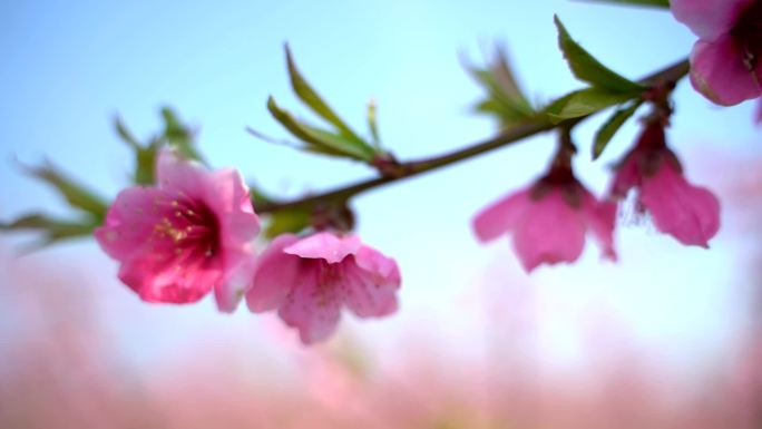 桃园桃花航拍