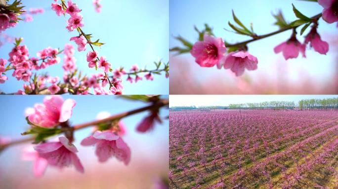 桃园桃花航拍