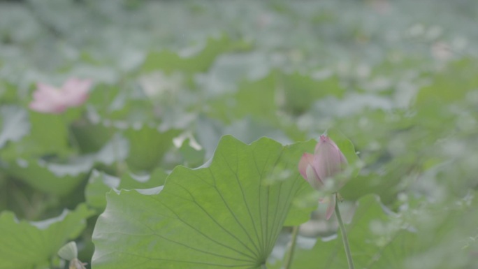 荷花原始素材