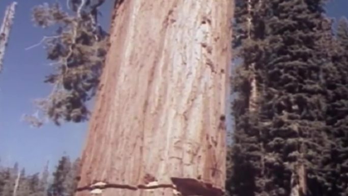 砍伐巨型红杉