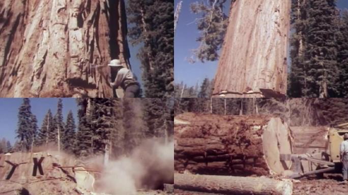 砍伐巨型红杉