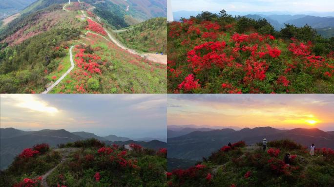 大风车下杜鹃晚霞映山红