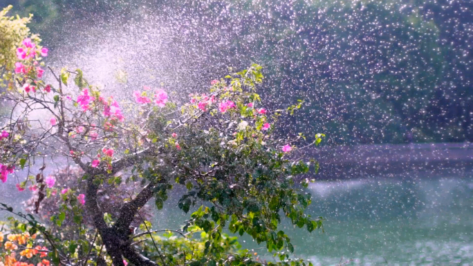 【原创4K】植物喷水浇花