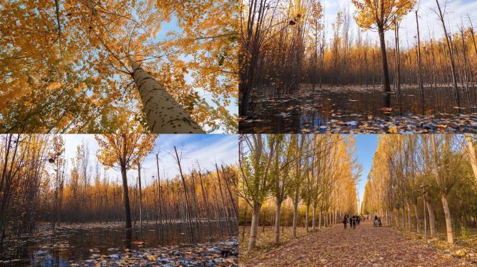 秋天枫叶树林延时摄影