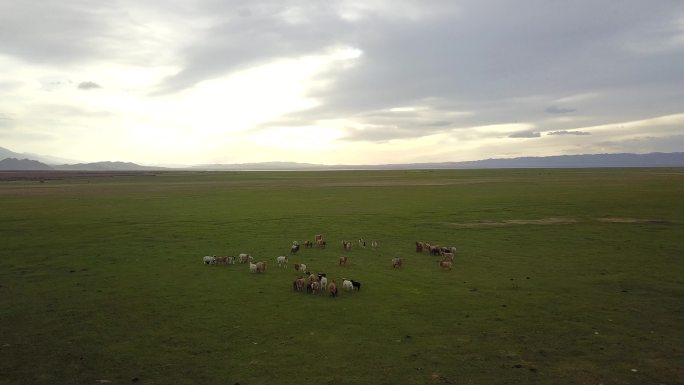 新疆大草原傍晚羊群吃草