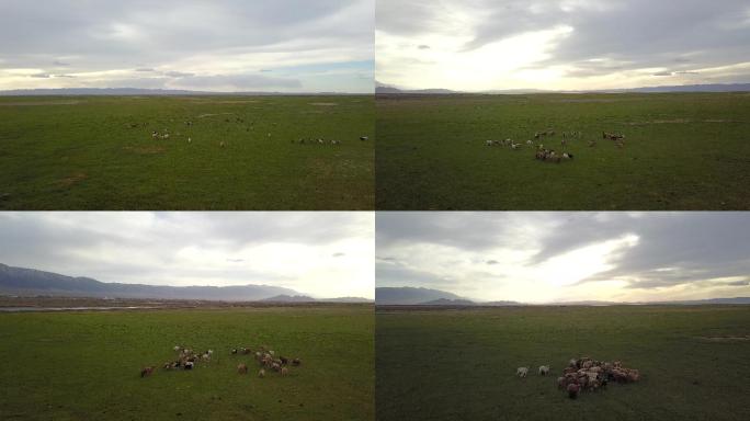 新疆大草原傍晚羊群吃草