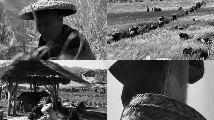 民国 农村 农田 秋收 丰收 30年代