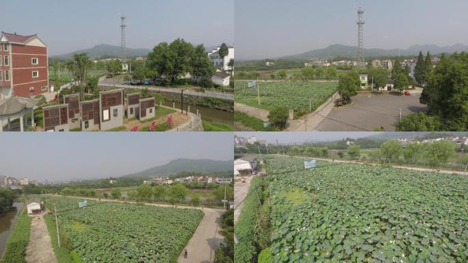 航拍建德里叶十里荷花夏日里叶白莲