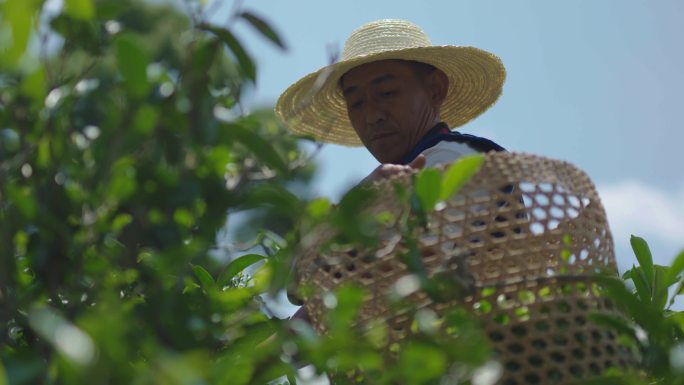 普洱茶采摘