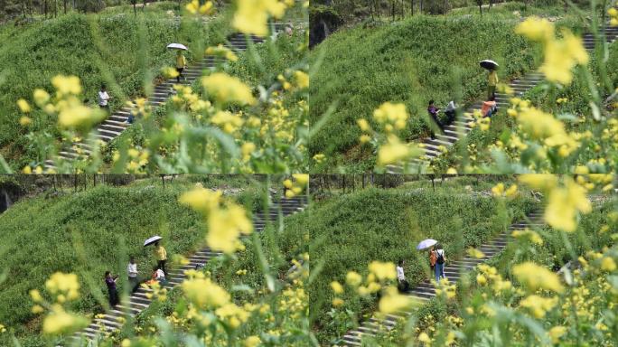 油菜花和游客