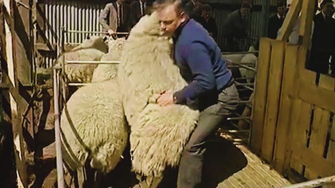 剪羊毛【60年代】