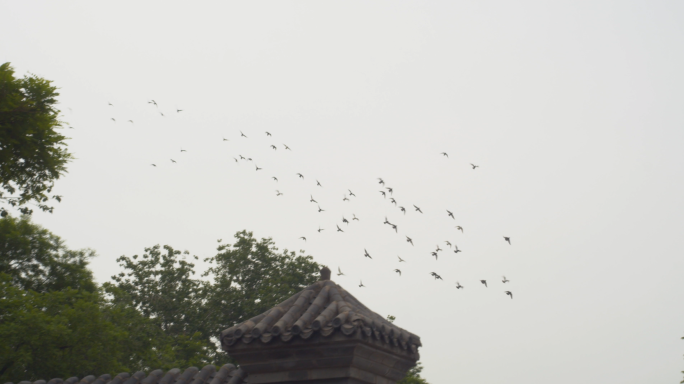 4K北京鸽子、鸽哨胡同鸽子