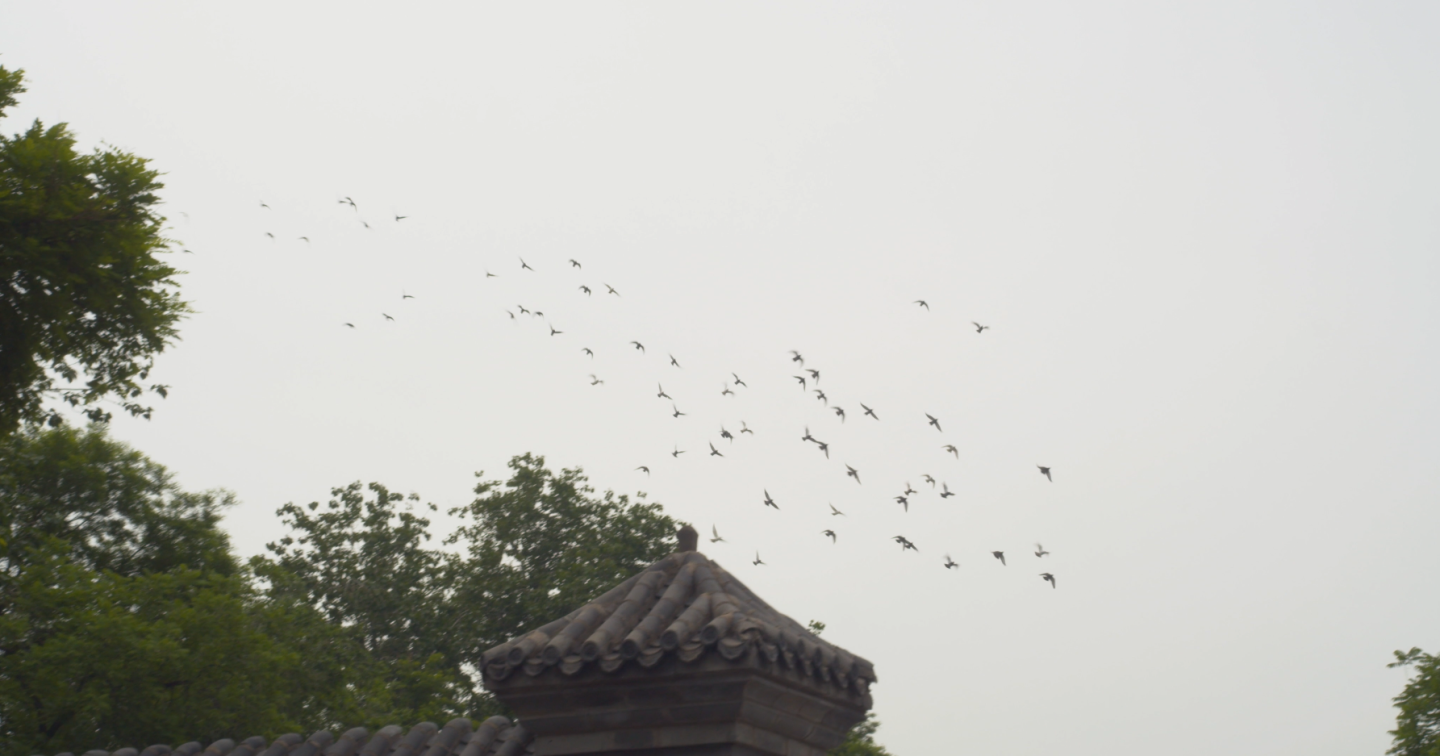 4K北京鸽子、鸽哨胡同鸽子