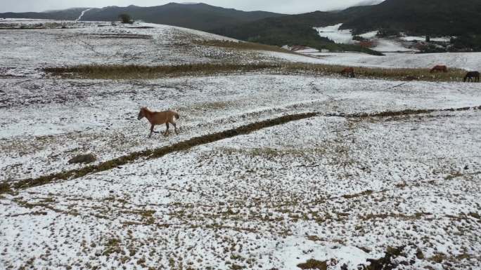 雪中马