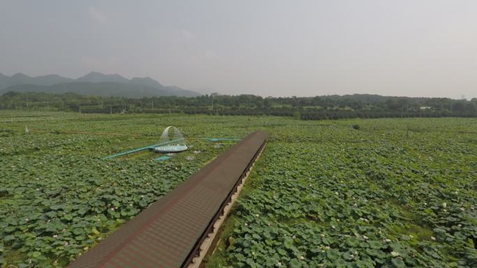 航拍建德里叶十里荷花夏日里叶白莲