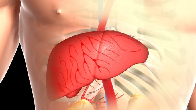 肾气肾脏内脏器官人体肝脏肾脏