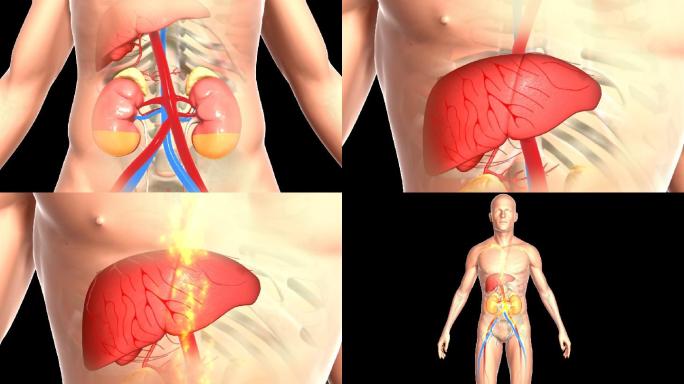 肾气肾脏内脏器官人体肝脏肾脏
