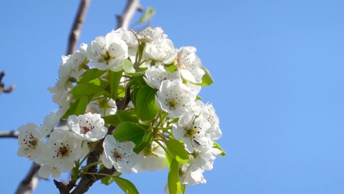 梨花、鲜花盛开、花朵特写A