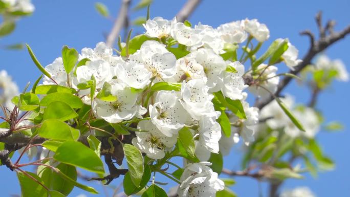 梨花、鲜花盛开、花朵特写镜头B