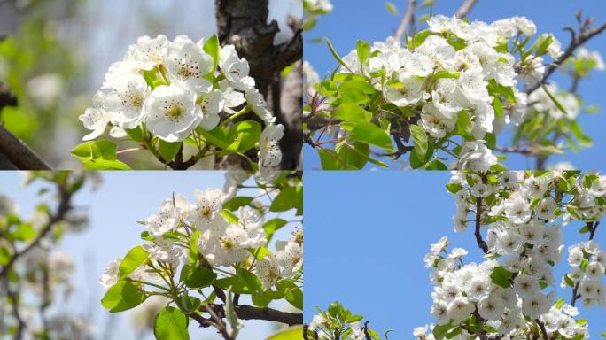 梨花、鲜花盛开、花朵特写镜头B