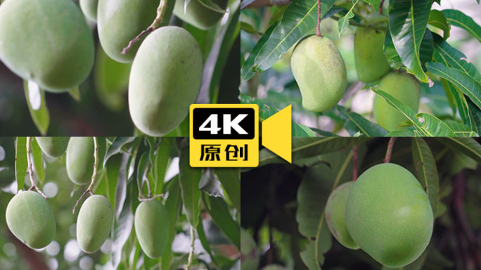 4K-芒果-实拍视频