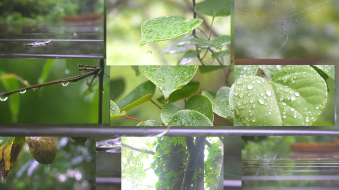 唯美小清新下雨，雨滴落树叶上升格拍摄