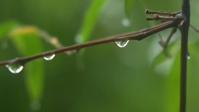 唯美小清新下雨，雨滴落树叶上升格拍摄