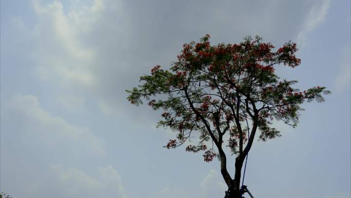 天空与树木的延时拍摄