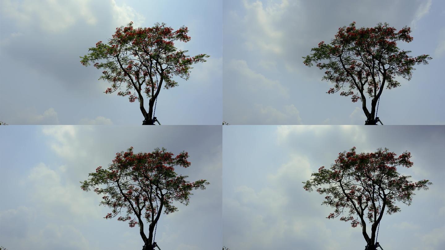 天空与树木的延时拍摄