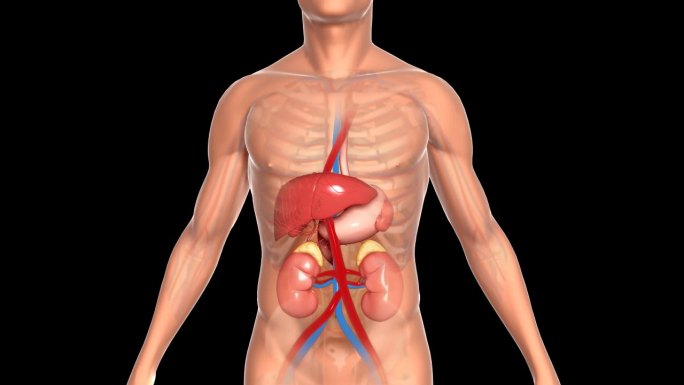 人体肝肾器官