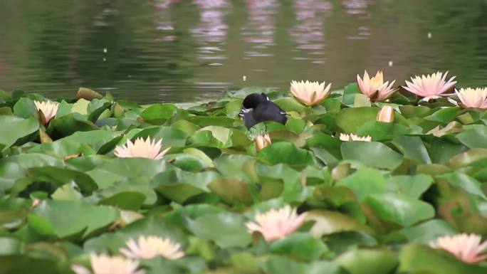 南湖公园5睡莲水鸟