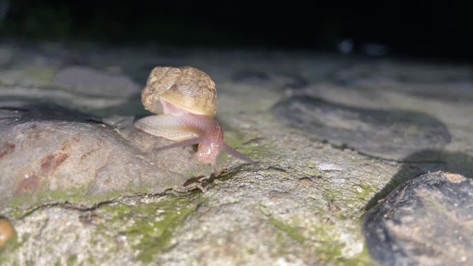 蜗牛蜗娄牛驼包蜒蚰蚂蚁蜗牛和蚂蚁
