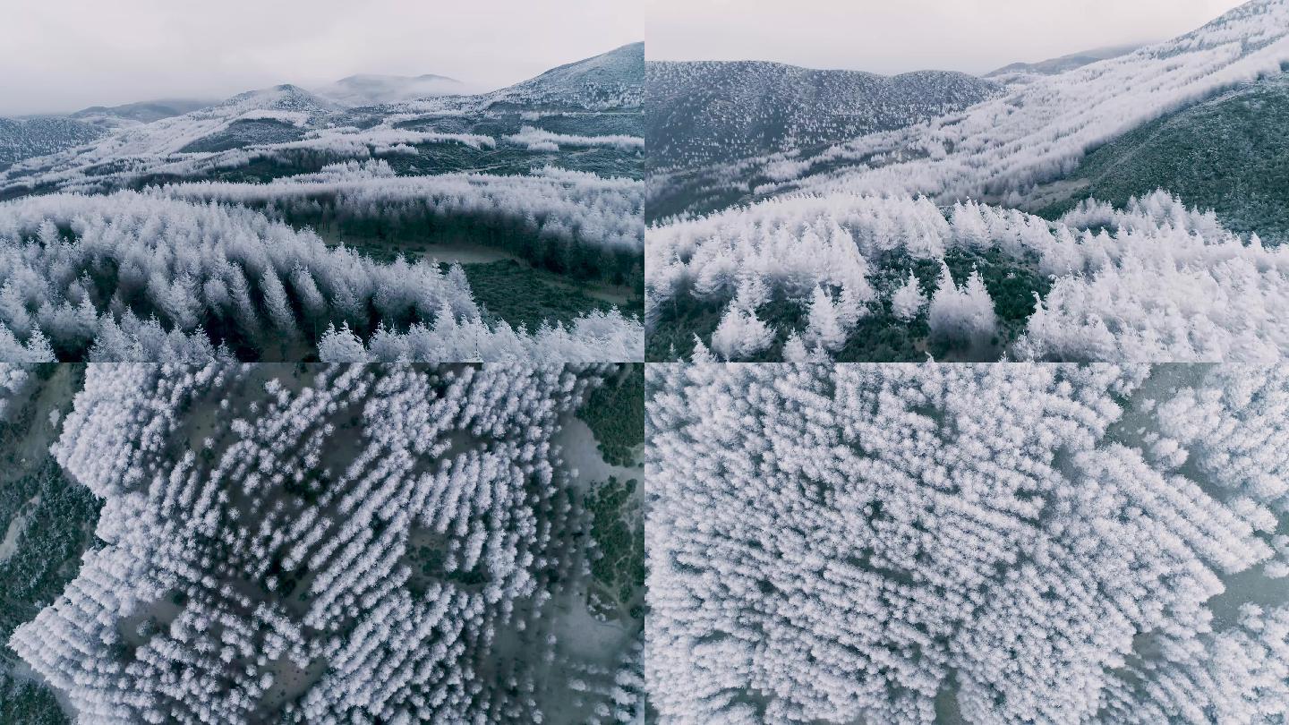 唯美树林自然雪景