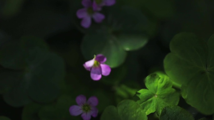 紫花酢浆草